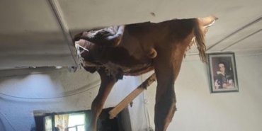 Aydın'da akılalmaz olay! İneğin peşinden koşan damızlık boğa evin çatısına düştü
