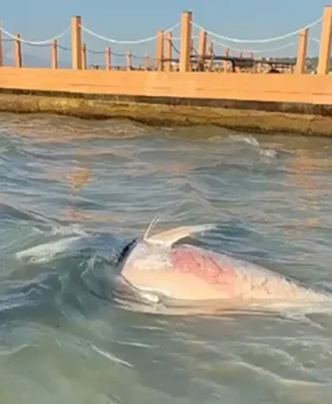 Yetkililer devrede. Sakın yemeyin, iç organları ve deriyi buluyor