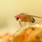 Just like a fruit fly, a new algorithm never forgets old scents