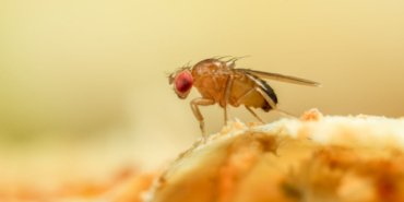 Just like a fruit fly, a new algorithm never forgets old scents
