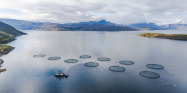 Farmed salmon may not be as nutritious as it once was, new research suggests