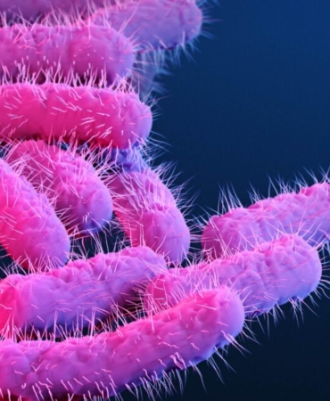 150 research primates got diarrhea, flooding lab with priceless vaccine data