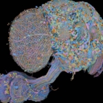 Second complete map of a fruit fly brain completed
