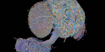 Second complete map of a fruit fly brain completed