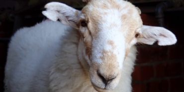 Medieval manuscripts are "biological time capsules" for deadly sheeppox virus